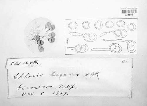 Puccinia image